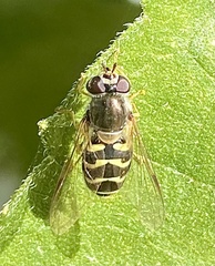 Dasysyrphus creper