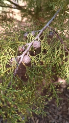 Cupressus lusitanica