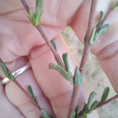 Hermannia joubertiana