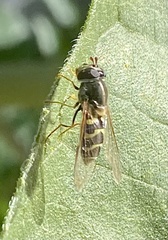 Dasysyrphus creper