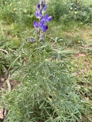 Lupinus angustifolius
