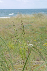 Epipactis helleborine