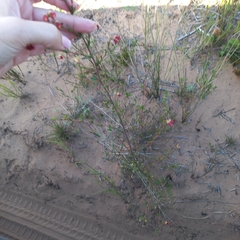 Hermannia joubertiana