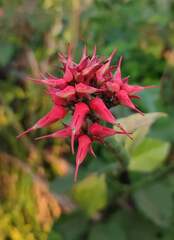 Euphorbia tithymaloides