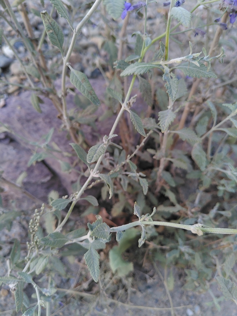 Salvia bungei