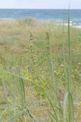 Epipactis helleborine