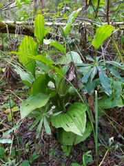 Cypripedium calceolus