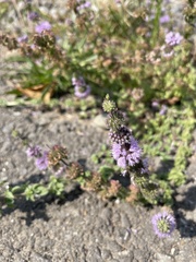 Mentha pulegium