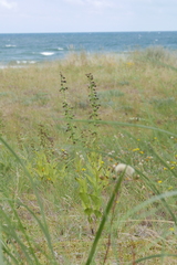 Epipactis helleborine