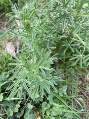 Lupinus angustifolius