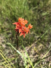 Asclepias lanceolata