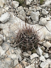 Hamatocactus hamatacanthus hamatacanthus
