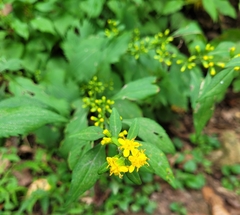 Solidago flexicaulis