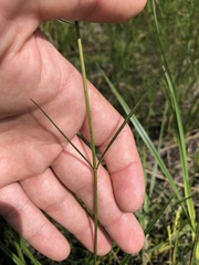 Asclepias lanceolata