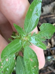 Acalypha