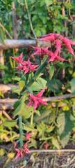 Euphorbia tithymaloides