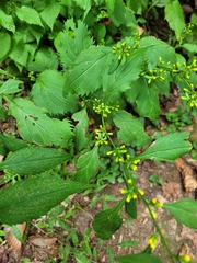 Solidago flexicaulis