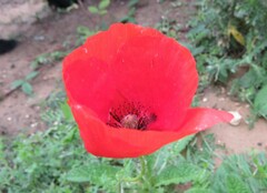Papaver rhoeas