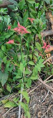 Euphorbia tithymaloides