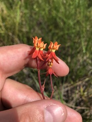 Asclepias lanceolata