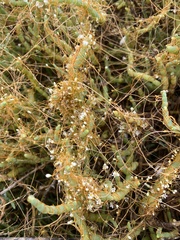 Cuscuta pacifica