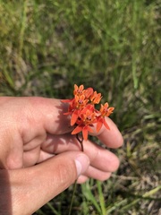 Asclepias lanceolata