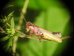 Paroxya atlantica