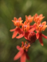 Asclepias lanceolata