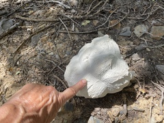 Calvatia booniana