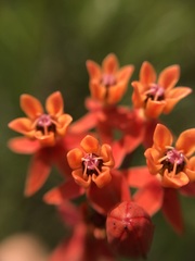 Asclepias lanceolata