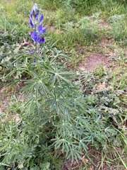 Lupinus angustifolius