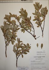 Salix glauca callicarpaea