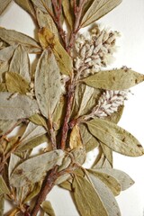 Salix glauca callicarpaea