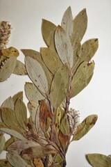 Salix glauca callicarpaea