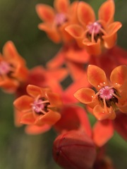 Asclepias lanceolata