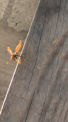 Polistes crinitus