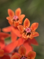 Asclepias lanceolata