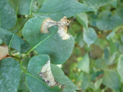 Gracillaria syringella