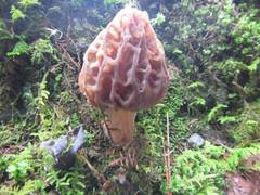 Morchella rufobrunnea