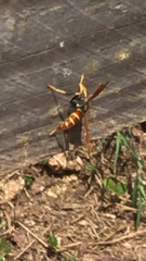 Polistes crinitus