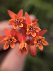 Asclepias lanceolata