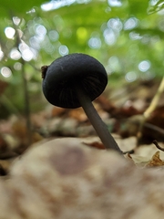 Cyanula