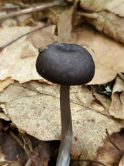 Cyanula