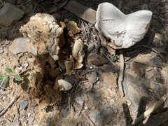 Calvatia booniana