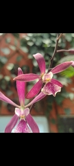 Encyclia adenocaula