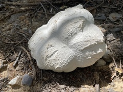 Calvatia booniana
