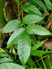 Paullinia pinnata