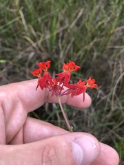 Asclepias lanceolata