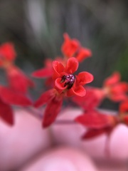 Asclepias lanceolata