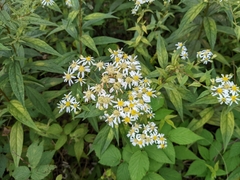 Doellingeria umbellata